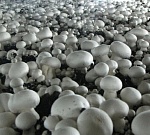 Для грибов